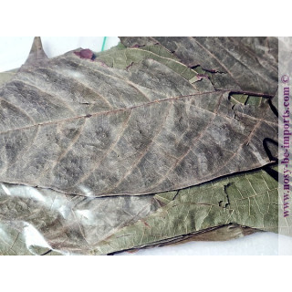 Feuilles de cacao