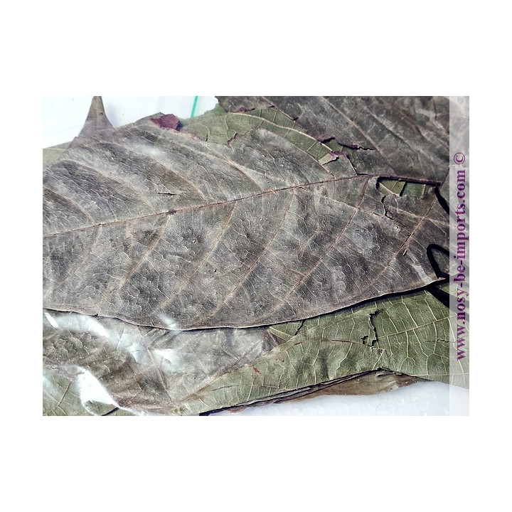 Feuilles de cacao