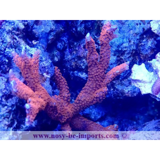 Montipora digitata WYSIWYG 10012025-4