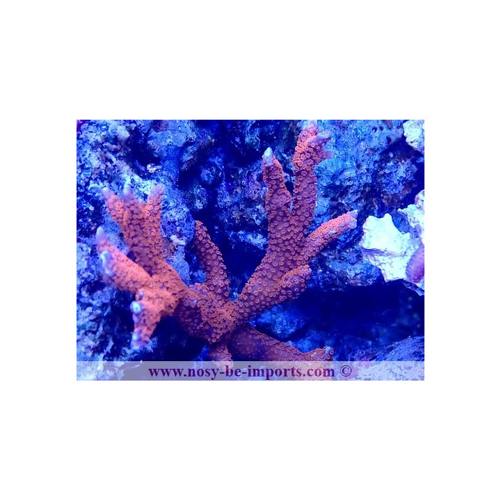 Montipora digitata WYSIWYG 10012025-4