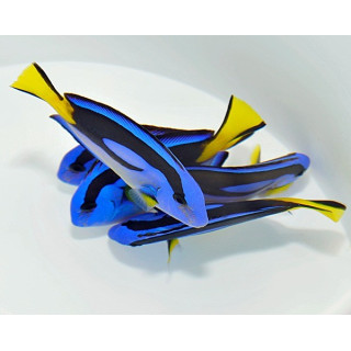 Paracanthurus hepatus ventre jaune