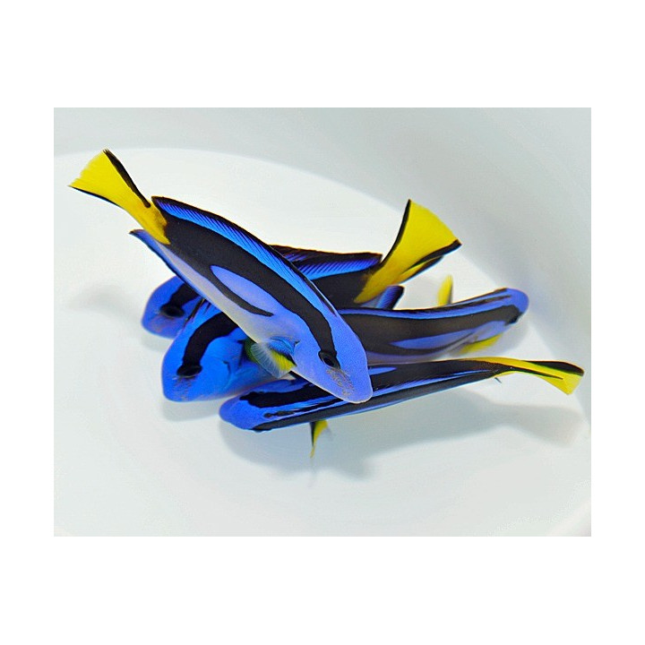 Paracanthurus hepatus ventre jaune