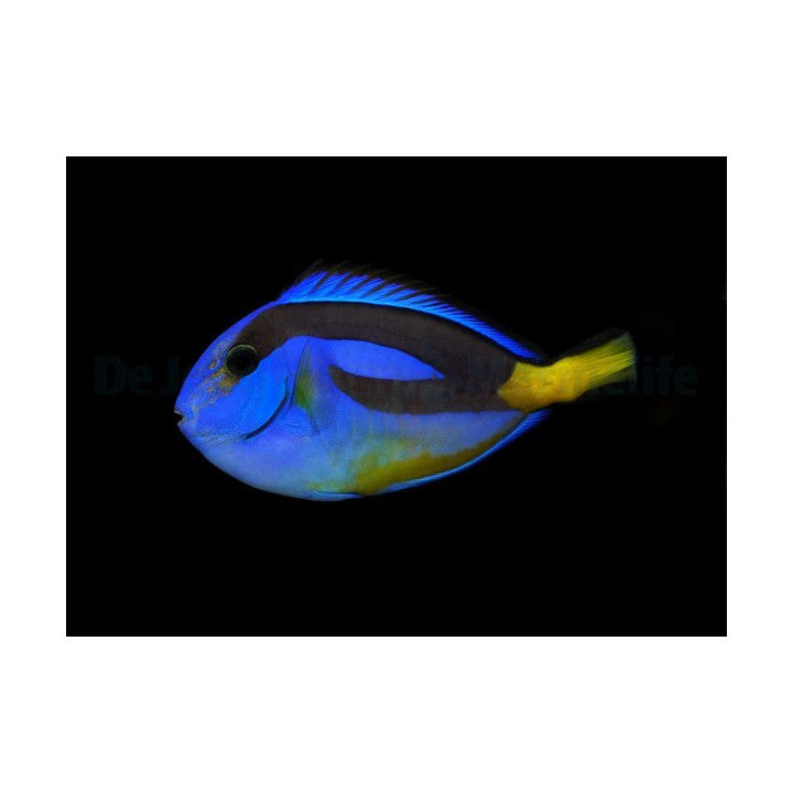 Paracanthurus hepatus ventre jaune