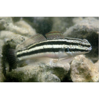 Amblygobius linki