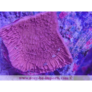 Montipora capricornis WYSIWYG 25012025-1