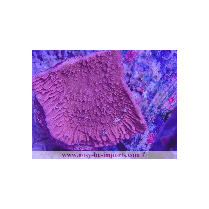 Montipora capricornis WYSIWYG 25012025-1