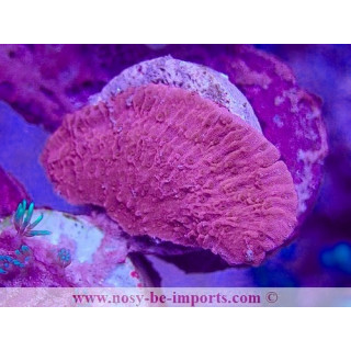 Montipora capricornis WYSIWYG 25012025-2