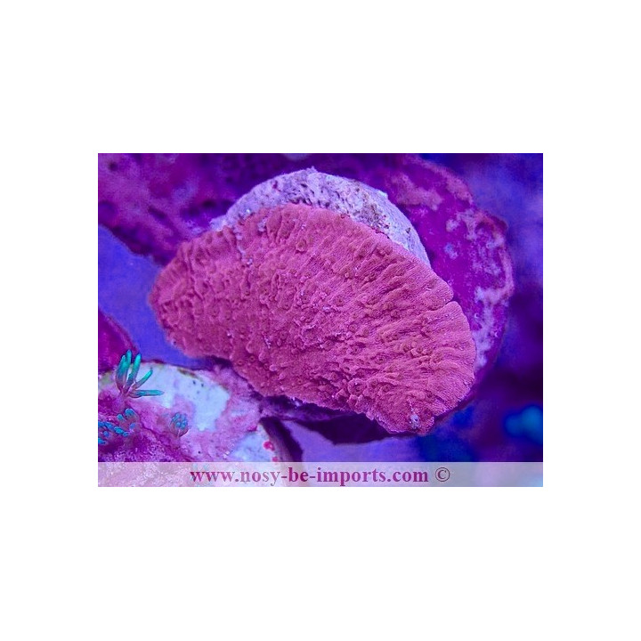 Montipora capricornis WYSIWYG 25012025-2