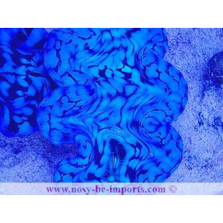 Tridacna squamosa WYSIWYG 25012025-3