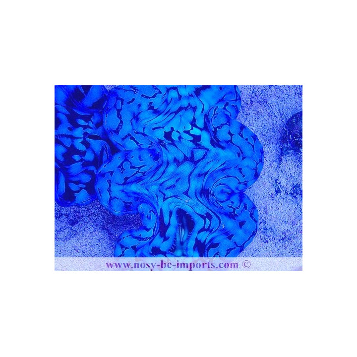 Tridacna squamosa WYSIWYG 25012025-3