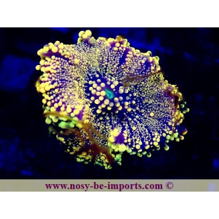Ricordea yuma WYSIWYG 25012025-10