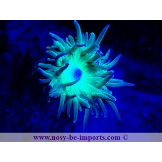 Duncanopsammia a. WYSIWYG 25012025-16