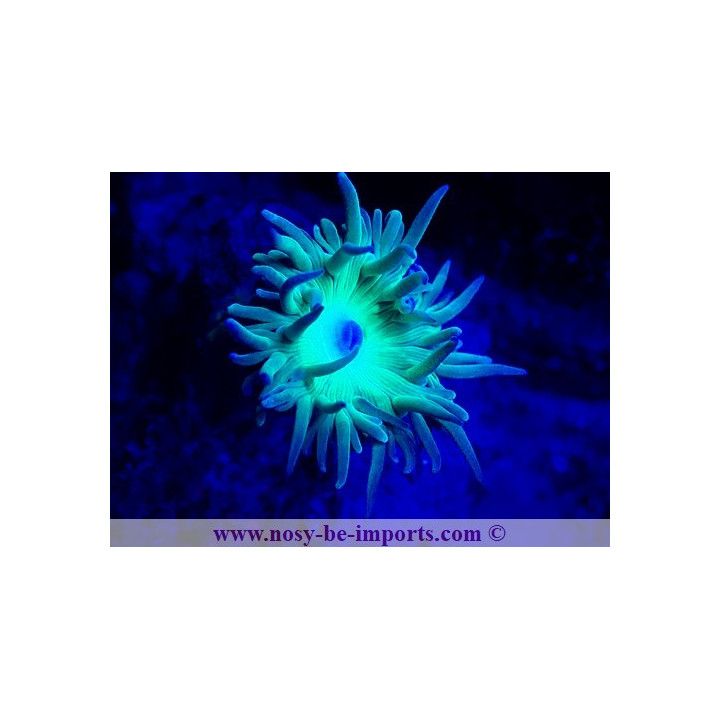 Duncanopsammia a. WYSIWYG 25012025-16