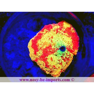 Discosoma sp. WYSIWYG 25012025-19