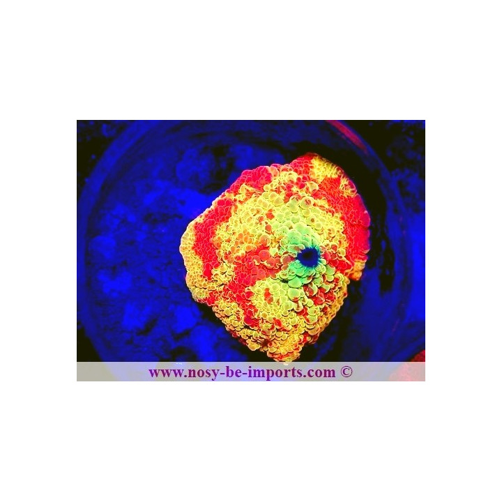 Discosoma sp. WYSIWYG 25012025-19
