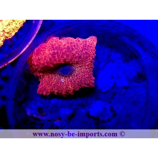Discosoma sp. WYSIWYG 25012025-20
