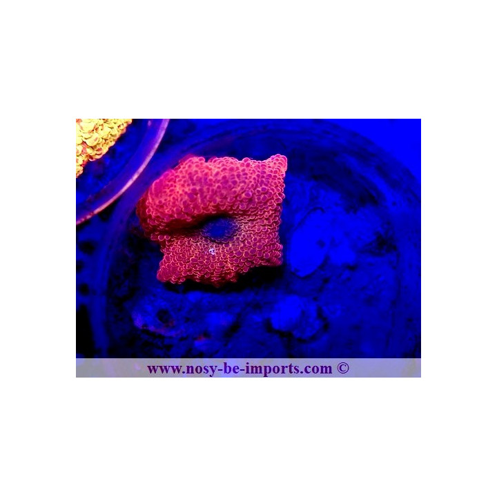 Discosoma sp. WYSIWYG 25012025-20