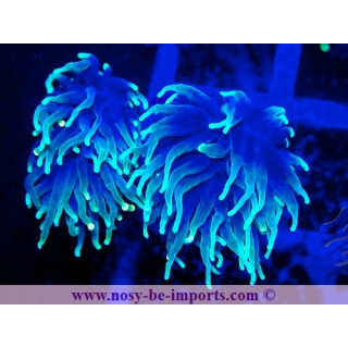 Euphyllia glabrescens WYSIWYG 25012025-22