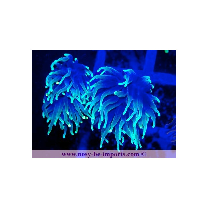 Euphyllia glabrescens WYSIWYG 25012025-22