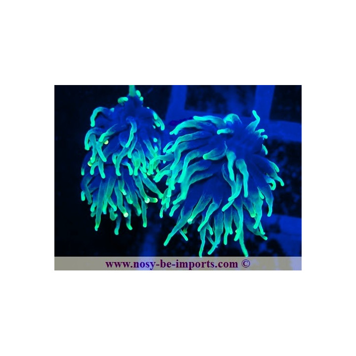 Euphyllia glabrescens WYSIWYG 25012025-22