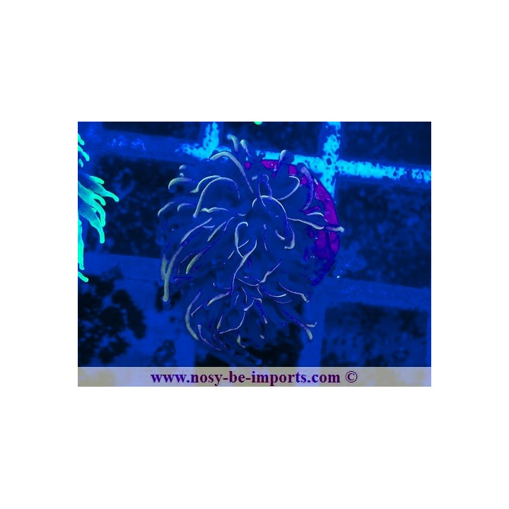 Euphyllia glabrescens WYSIWYG 25012025-23