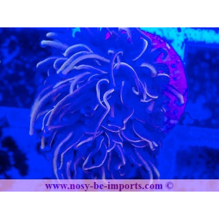Euphyllia glabrescens WYSIWYG 25012025-23
