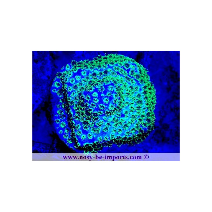 Leptastrea sp. WYSIWYG 25012025-24