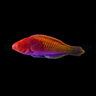 Cirrhilabrus solorensis - labre - VPC - Aquarium sur mesure