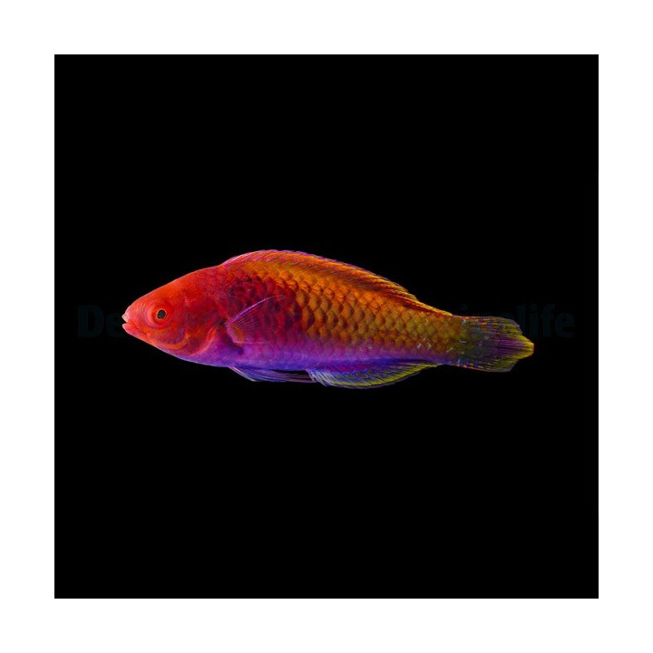 Cirrhilabrus solorensis - labre - VPC - Aquarium sur mesure