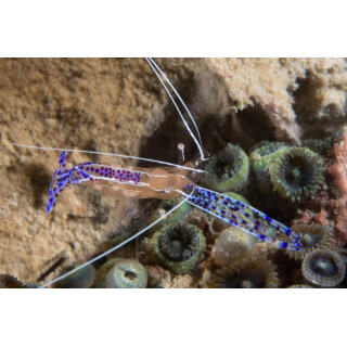 Periclimenes pedersoni