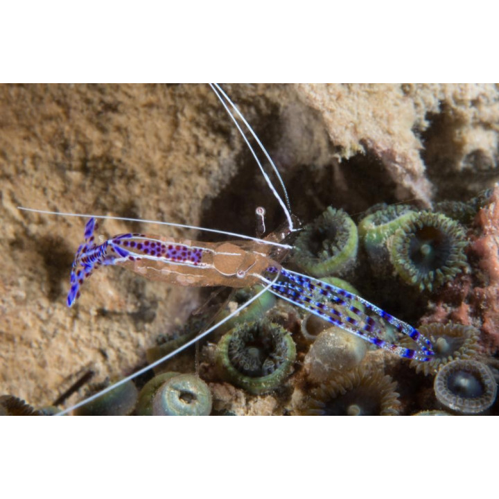 Periclimenes pedersoni