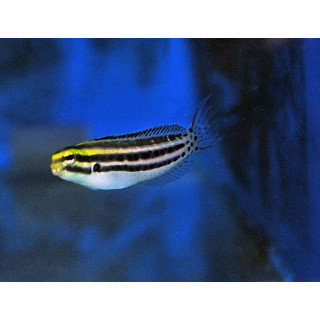 Meiacanthus grammistes