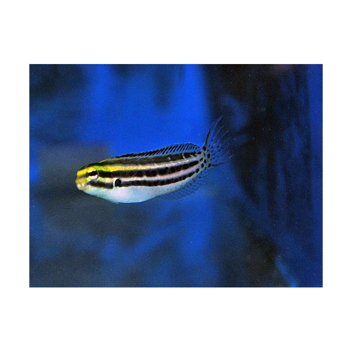 Meiacanthus grammistes