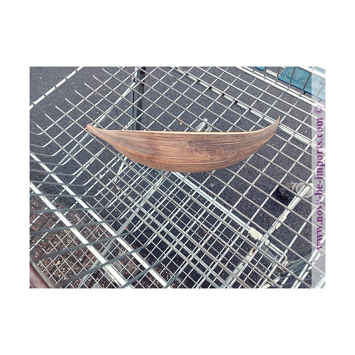 Feuille cocotier - décor terrarium - décor paludarium