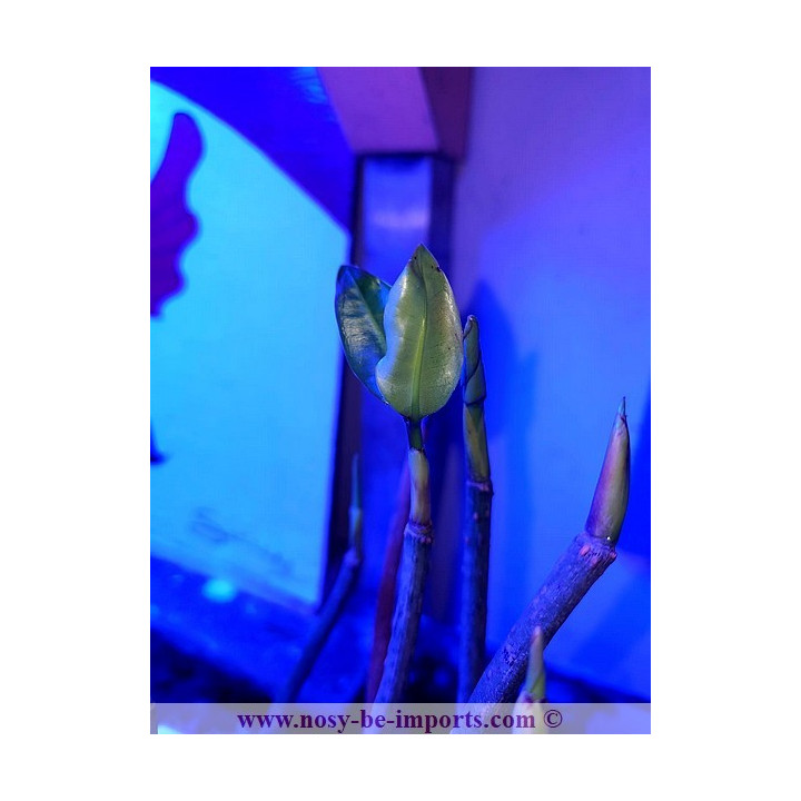 Rhizophora mangle