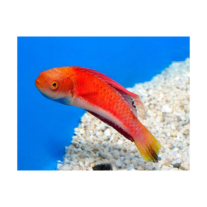 Cirrhilabrus cyanogularis