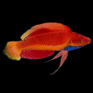 Cirrhilabrus cyanogularis