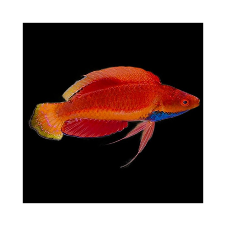 Cirrhilabrus cyanogularis