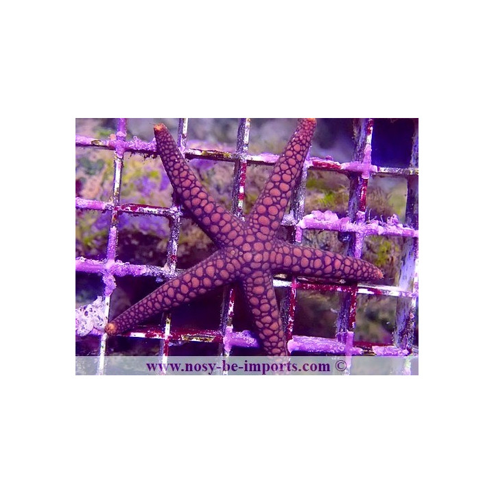 Nardoa sp.