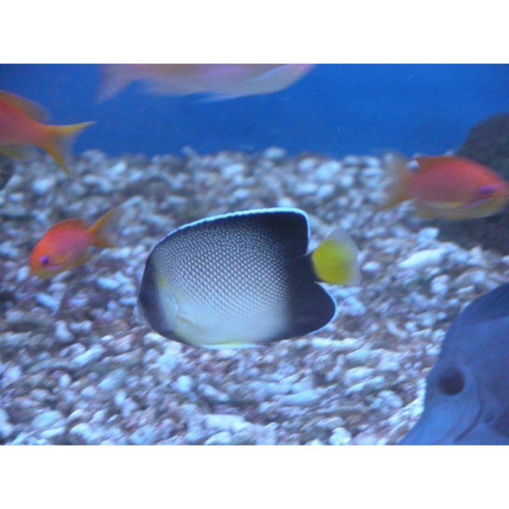 Apolemichthys xanthurus