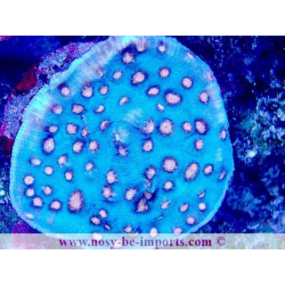 Mycedium robokaki WYSIWYG 04022025-2