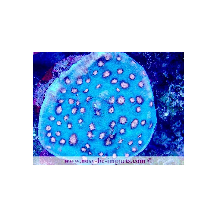 Mycedium robokaki WYSIWYG 04022025-2
