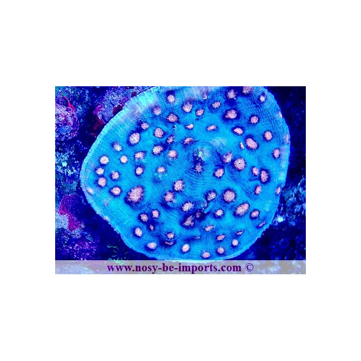 Mycedium robokaki WYSIWYG 04022025-2