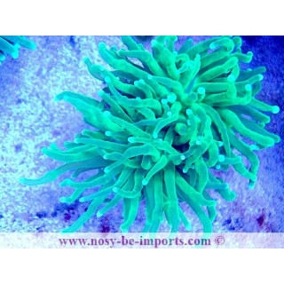 Euphyllia glabrescens WYSIWYG 04022025-3