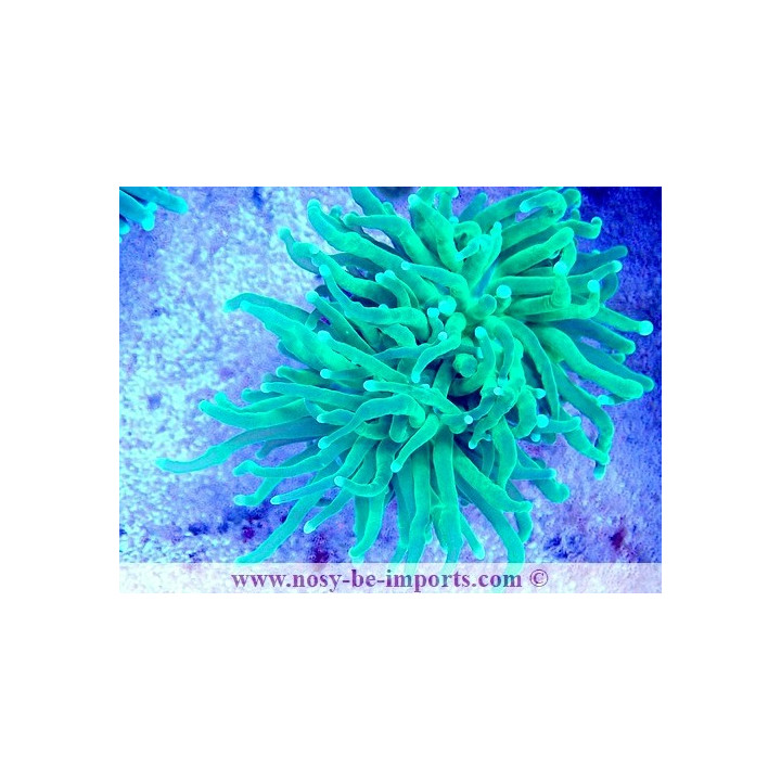 Euphyllia glabrescens WYSIWYG 04022025-3