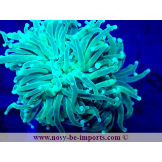 Euphyllia glabrescens WYSIWYG 04022025-8