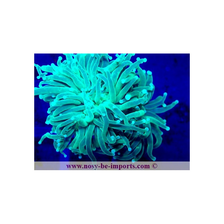 Euphyllia glabrescens WYSIWYG 04022025-8