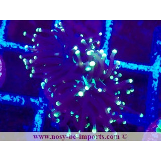 Euphyllia glabrescens WYSIWYG 04022025-9