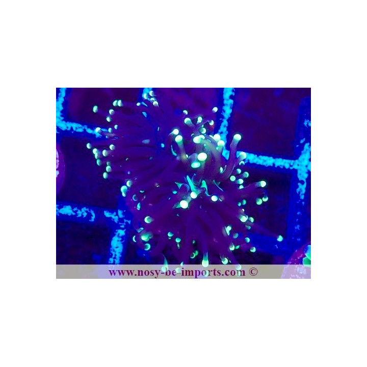 Euphyllia glabrescens WYSIWYG 04022025-9