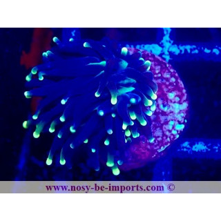 Euphyllia glabrescens WYSIWYG 04022025-11